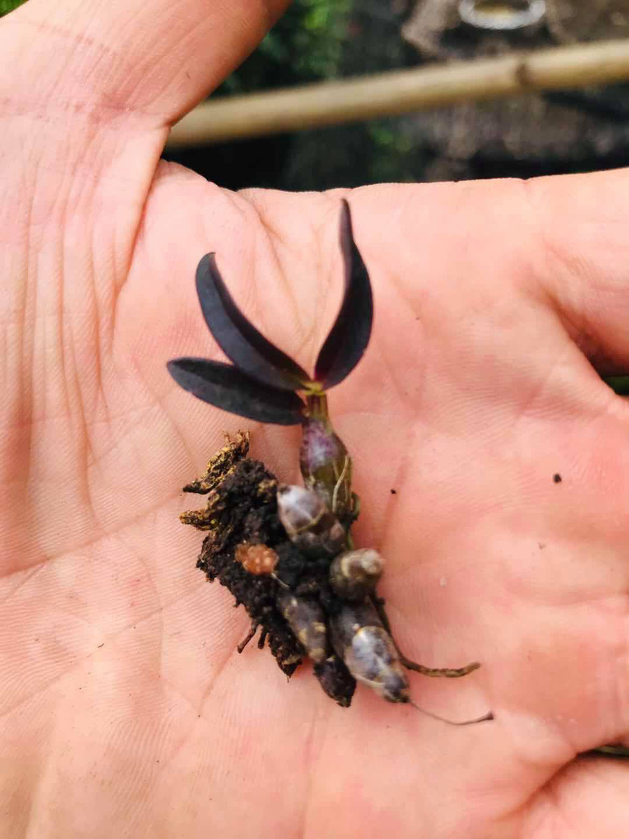 Tìm thấy giống lan Hoàng Thảo Thạch Hộc Tía chưa từng có, mũi và 5 cánh của hoa trắng như tuyết ảnh 3