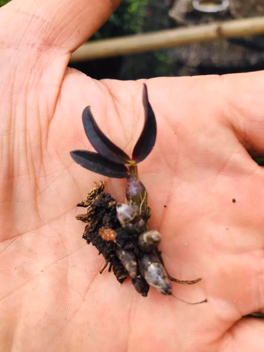 Tìm thấy giống lan Hoàng Thảo Thạch Hộc Tía chưa từng có, mũi và 5 cánh của hoa trắng như tuyết ảnh 3