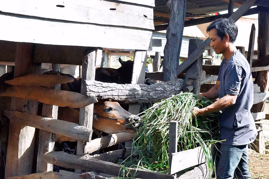 Người dân đã biết xây dựng chuồng trại để nuôi nhốt gia súc. Ảnh: Ngọc Sang