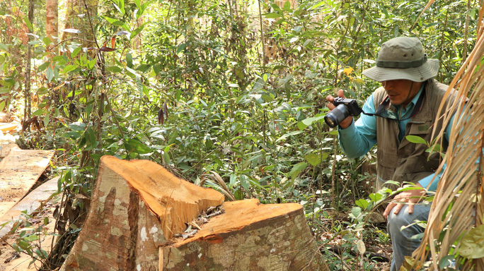 Cây bạch tùng tuổi đời trăm năm tại lô b2, khoảnh 2, tiểu khu 249, xã Đạ Đờn, huyện Lâm Hà, tỉnh Lâm Đồng bị lâm tặc “hạ sát”