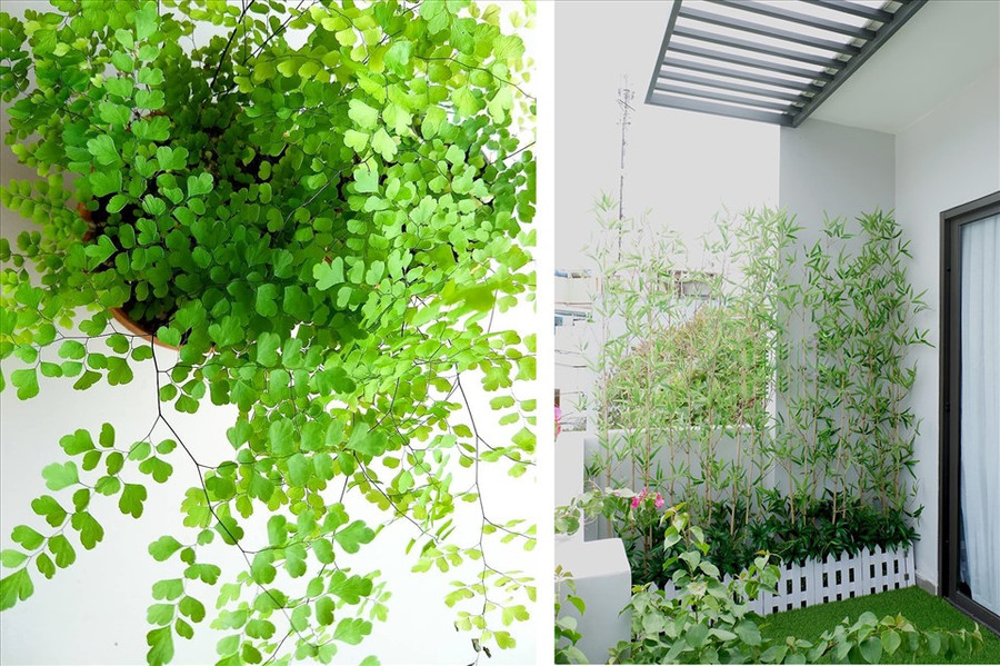 Cây xanh mang đến cảm giác tươi mát. (Đồ họa: Trang Thiều)