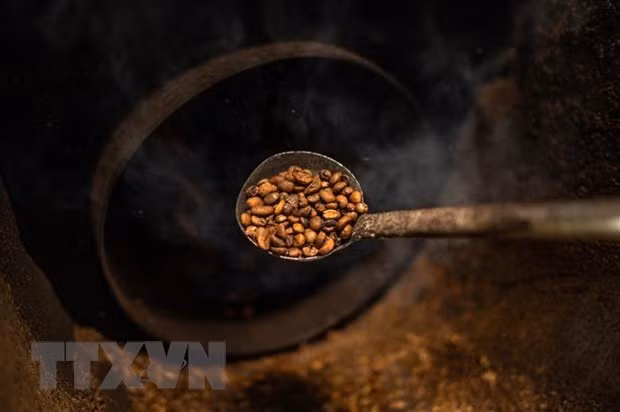 Hạt càphê được chế biến tại xưởng Antong ở Taiping, Malaysia. (Ảnh: AFP/TTXVN) Hạt càphê được chế biến tại xưởng Antong ở Taiping, Malaysia. (Ảnh: AFP/TTXVN)