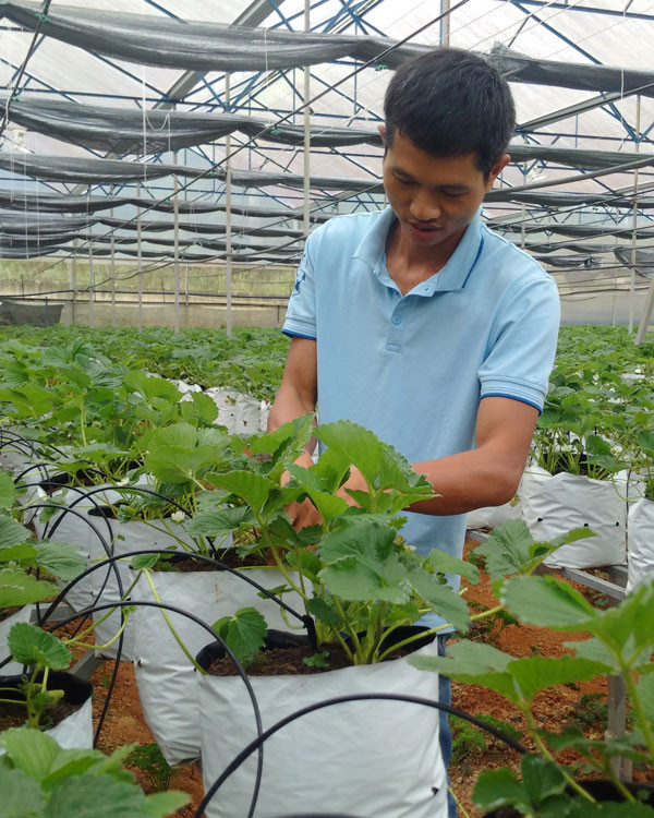 Những sản phẩm nông nghiệp độc đáo đã góp phần nâng cao vị thế của Lâm Đồng Những sản phẩm nông nghiệp độc đáo đã góp phần nâng cao vị thế của Lâm Đồng