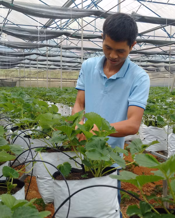 Những sản phẩm nông nghiệp độc đáo đã góp phần nâng cao vị thế của Lâm Đồng Những sản phẩm nông nghiệp độc đáo đã góp phần nâng cao vị thế của Lâm Đồng