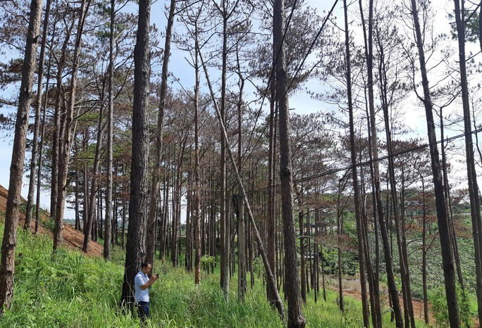 Rừng thông ven đường Hồ Chí Minh đoạn qua huyện Đắk Song bị đầu độc Rừng thông ven đường Hồ Chí Minh đoạn qua huyện Đắk Song bị đầu độc