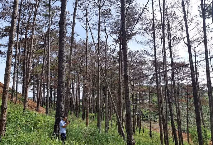 Rừng thông ven đường Hồ Chí Minh đoạn qua huyện Đắk Song bị đầu độc