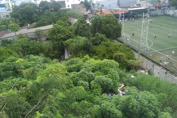 Tán xanh vườn ngâu còn sót lại ở đường Huỳnh Thiện Lộc, quận Tân Phú - Ảnh: THỦY TIÊN Tán xanh vườn ngâu còn sót lại ở đường Huỳnh Thiện Lộc, quận Tân Phú - Ảnh: THỦY TIÊN