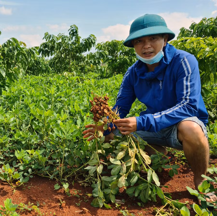 Đậu phộng Thái được trồng xen trong vườn cà phê của gia đình ông Nguyễn Hữu Đạo (thị trấn Nhơn Hòa, huyện Chư Pưh). Ảnh: Ngọc Sang