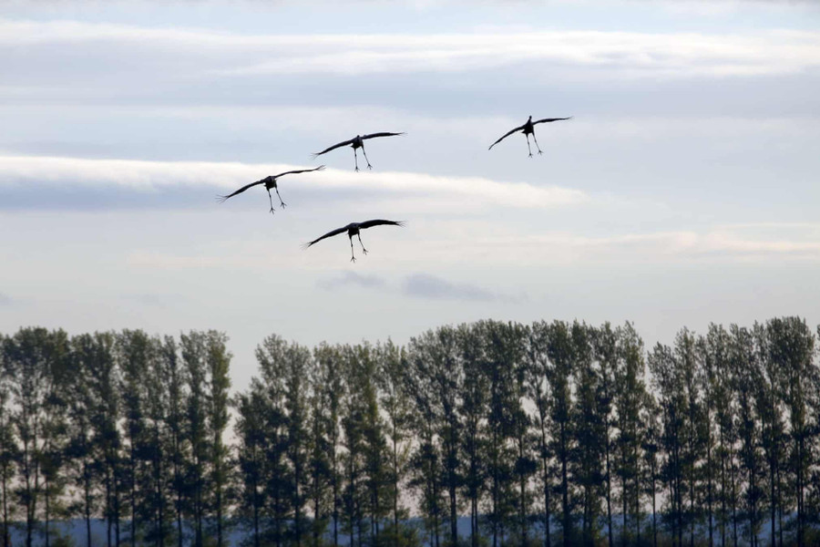  Những chú sếu đang sà xuống mặt đất , ảnh chụp tại Linum, Brandenburg, Germany. Tác giả: Simone Kuhlmey.