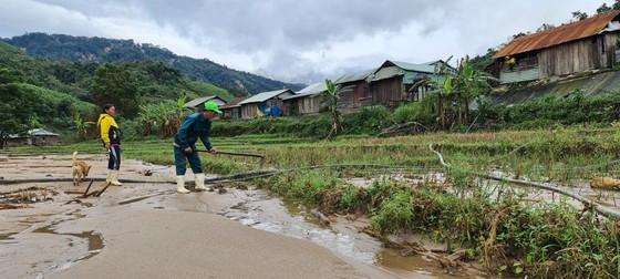 Hàng chục hec ta lúa rẫy bị vùi trong cát. Ảnh: NGỌC PHÚC