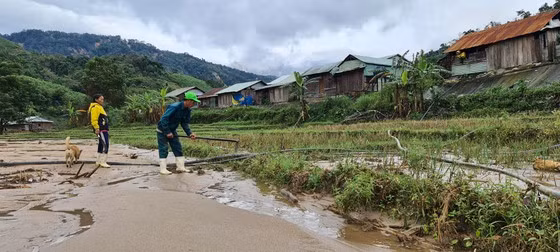 Hàng chục hec ta lúa rẫy bị vùi trong cát. Ảnh: NGỌC PHÚC