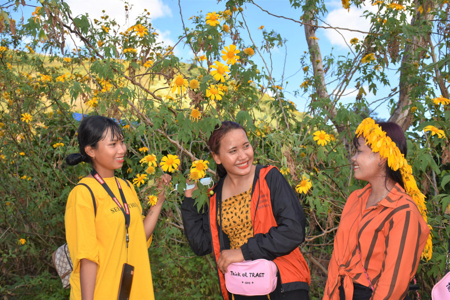 Du khách thỏa thích chiêm ngưỡng vẻ đẹp của loài hoa dã quỳ. Ảnh: Trần Dung