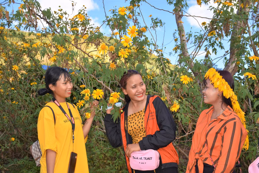 Du khách thỏa thích chiêm ngưỡng vẻ đẹp của loài hoa dã quỳ. Ảnh: Trần Dung