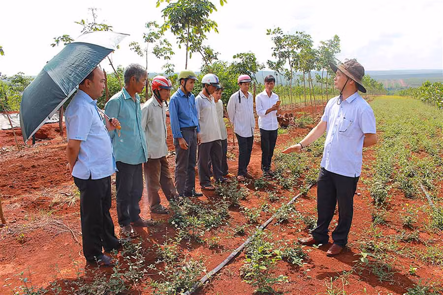 Cán bộ và người dân tham quan vườn dược liệu do HTX Nông nghiệp công nghệ cao Quang Minh trồng tại xã Ia Hlốp (huyện Chư Sê). Ảnh: Hồng Thi