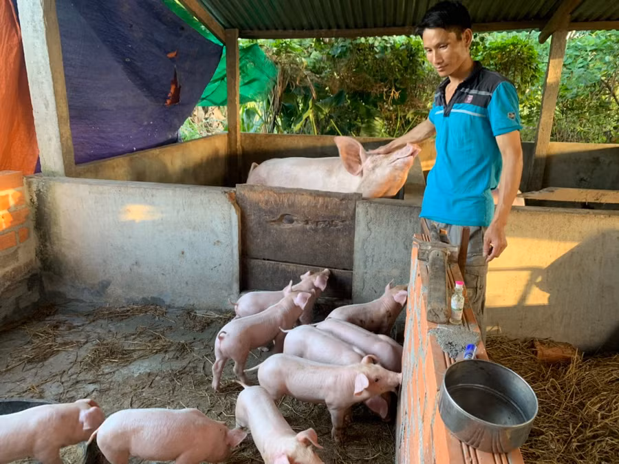 Anh Trịnh Xuân Tuyên (tổ 10, thị trấn Phú Túc, huyện Krông Pa) chăm sóc đàn heo của gia đình. Ảnh: Vũ Chi