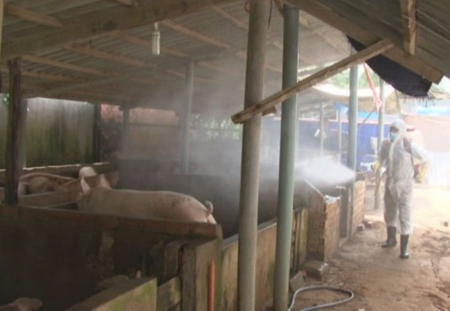 Lực lượng thú y phun tiêu độc khử trùng trại nuôi tại xã Tân Thới, huyện Tân Phú Đông, tỉnh Tiền Giang. Huyện này vừa công bố dịch tả lợn châu Phi ngày 15/11. Ảnh: T.H Lực lượng thú y phun tiêu độc khử trùng trại nuôi tại xã Tân Thới, huyện Tân Phú Đông, tỉnh Tiền Giang. Huyện này vừa công bố dịch tả lợn châu Phi ngày 15/11. Ảnh: T.H
