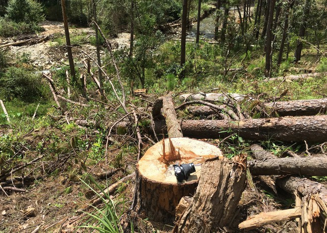 Hiện trường vụ phá rừng phòng hộ tại TK 132, Lạc Dương, Lâm Đồng.