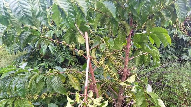 Có khoảng 20 cây cà phê 5 năm tuổi đang cho thu hoạch của gia đình ông Hải vừa bị kẻ gian chặt phá. ẢNH: TRÙNG DƯƠNG