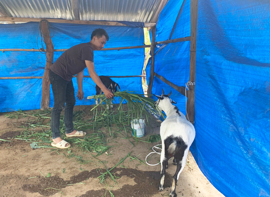 Gia đình chị Đinh Thị Kléch (làng Leng Tô, thị trấn Đak Pơ) chăm sóc cặp dê. Ảnh: Nhật Hào Gia đình chị Đinh Thị Kléch (làng Leng Tô, thị trấn Đak Pơ) chăm sóc cặp dê. Ảnh: Nhật Hào