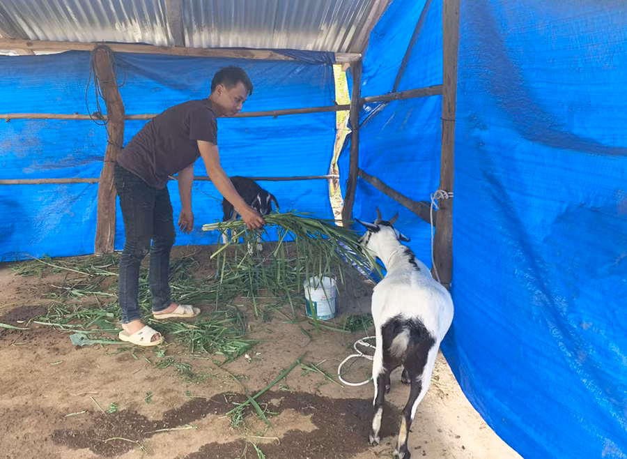  Gia đình chị Đinh Thị Kléch (làng Leng Tô, thị trấn Đak Pơ) chăm sóc cặp dê. Ảnh: Nhật Hào