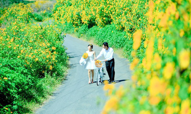 Ven đường một thảm dã quỳ... Ven đường một thảm dã quỳ...