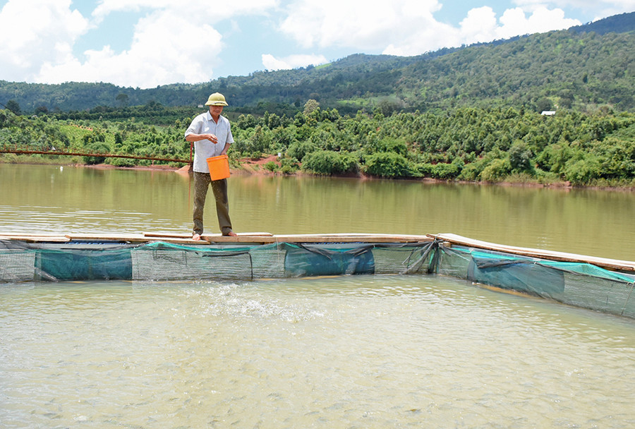 Mô hình nuôi cá lồng của HTX Nông nghiệp và Dịch vụ Đak Krong (huyện Đak Đoa) phát triển tốt. Ảnh: Lê Nam Mô hình nuôi cá lồng của HTX Nông nghiệp và Dịch vụ Đak Krong (huyện Đak Đoa) phát triển tốt. Ảnh: Lê Nam