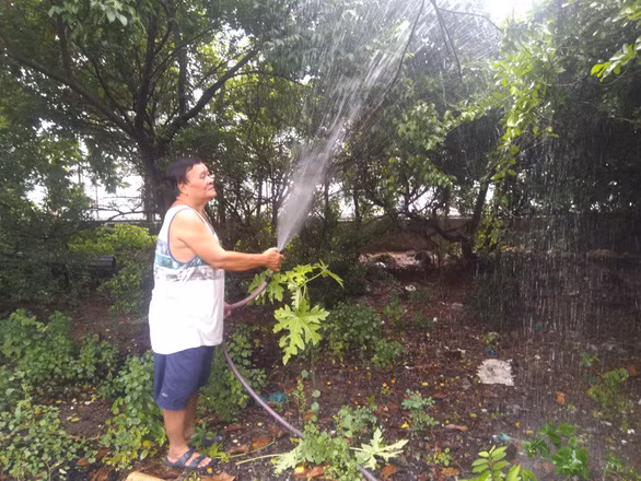 Ông Văn Quang tưới vườn ngâu hiếm hoi mình còn giữ lại - Ảnh: THỦY TIÊN