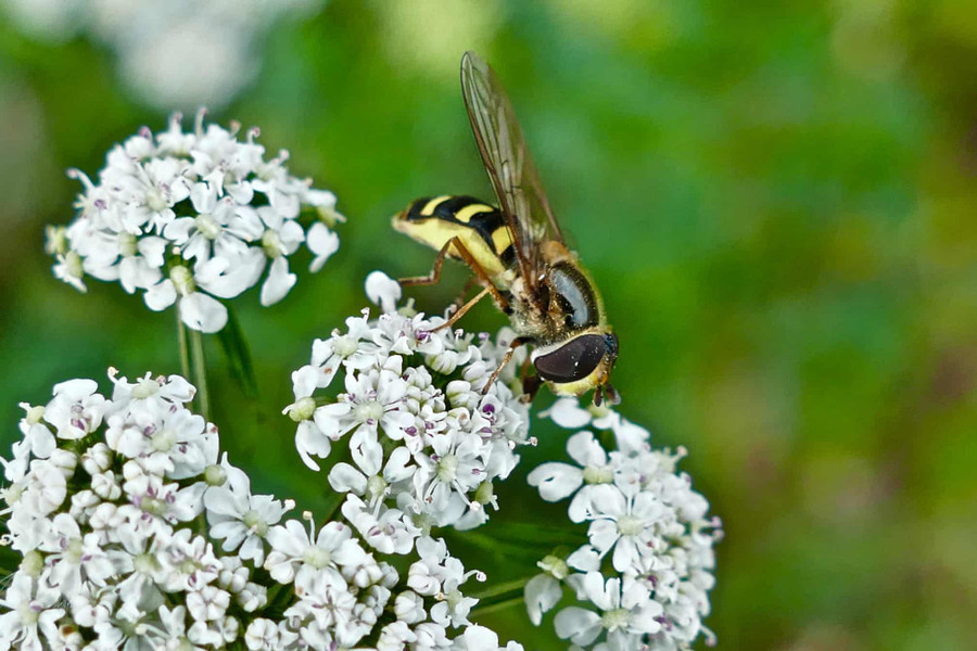 Một chú ong bắp cày thu thập phấn hoa khá muộn, trong một ngày lạnh giá, ẩm ướt ở Dunsden, Oxfordshire. Tác giả: Geoffrey Swaine.