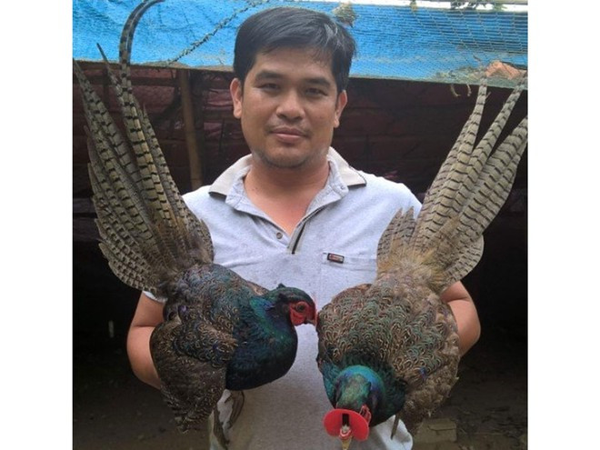 Chim trĩ được nuôi tại trại của anh Biên DUY TÂN