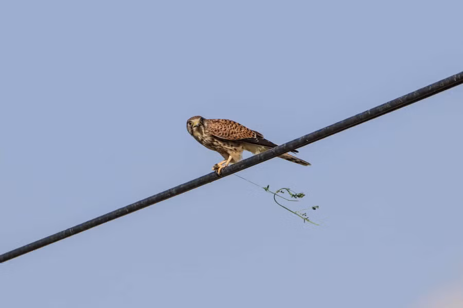 Một con chim cắt đang giữ mầm cây đậu trên dây điện tại vườn công viên quốc gia Mount Agri ở Iğdir, Thổ Nhĩ Kỳ. Tác giả: Huseyin Yildiz.