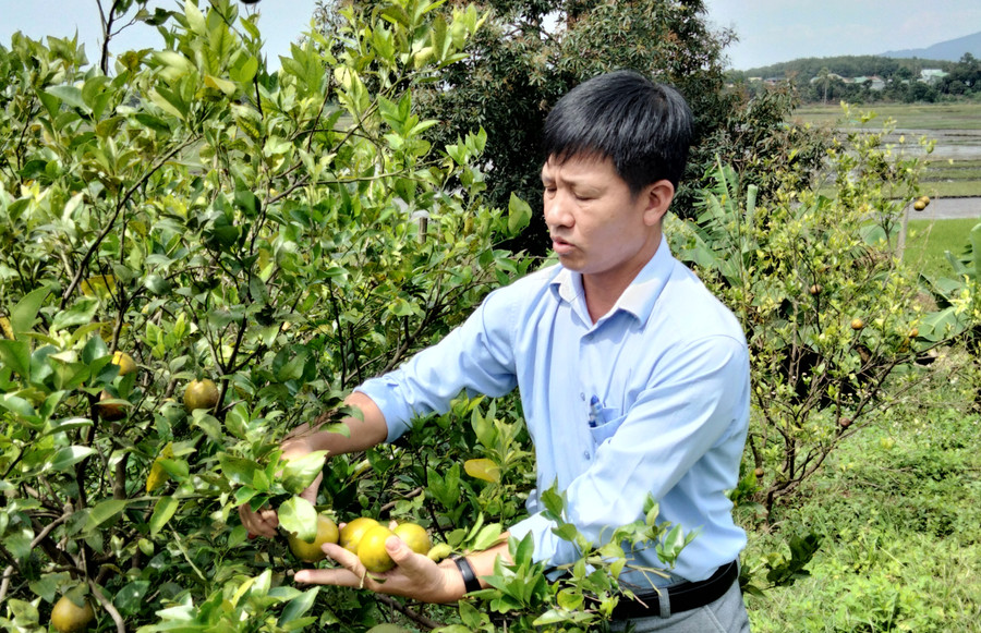 Anh Trịnh Viết Hùng chăm sóc vườn quýt của gia đình. Ảnh: Hoàng Cư