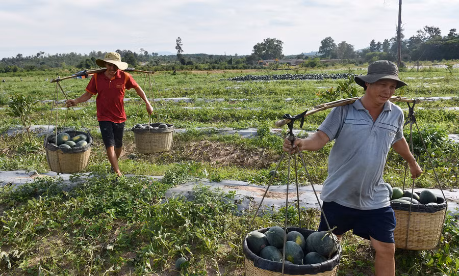  Người trồng dưa hấu tại huyện Chư Prông chịu thiệt hại vì mất mùa, mất giá. Ảnh: Hà Phương