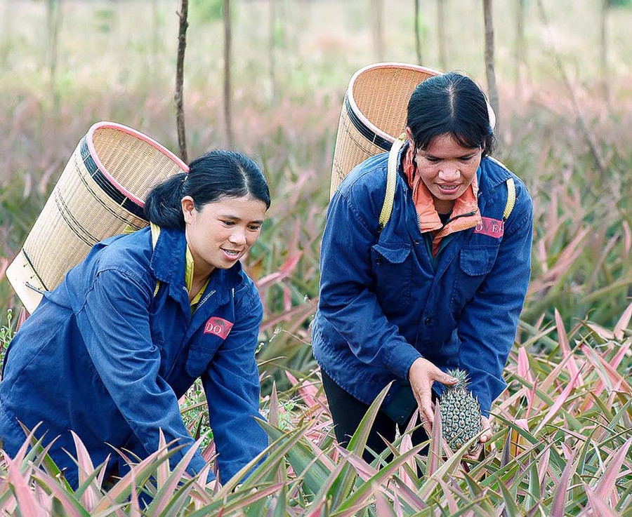 Gia Lai có nhiều tiềm năng, lợi thể để thu hút các dự án đầu tư phát triển nông nghiệp công nghệ cao gắn với chế biến. Ảnh: Đức Thụy Gia Lai có nhiều tiềm năng, lợi thể để thu hút các dự án đầu tư phát triển nông nghiệp công nghệ cao gắn với chế biến. Ảnh: Đức Thụy