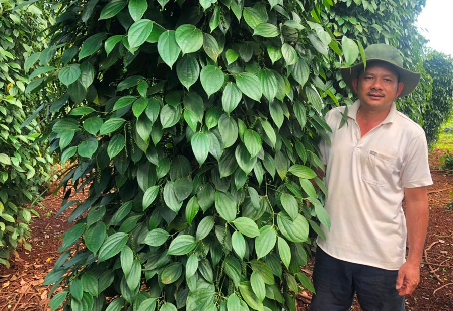 Anh Nguyễn Quốc Sáu (thôn Tân Tiến, xã Trang, huyện Đak Đoa) bên vườn hồ tiêu của gia đình. Ảnh: Anh Huy