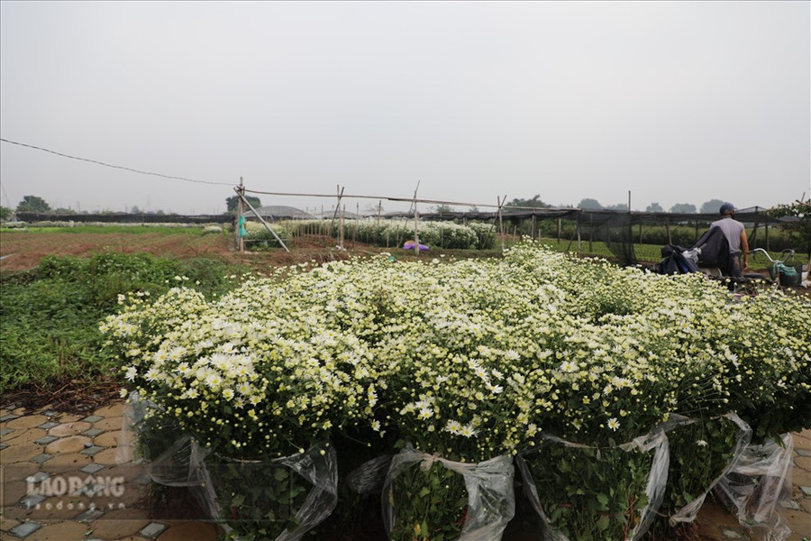 Hoa được thu hoạch và xếp sẵn trên đường chờ thương lái đến lấy. Ảnh: Phương Duy Hoa được thu hoạch và xếp sẵn trên đường chờ thương lái đến lấy. Ảnh: Phương Duy