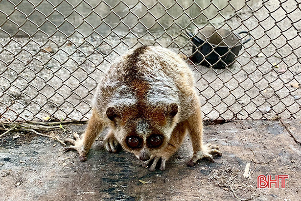 Cá thể cu li nhỏ được Hạt Kiểm lâm Hương Sơn bàn giao cho Vườn Quốc gia Vũ Quang. Cá thể cu li nhỏ được Hạt Kiểm lâm Hương Sơn bàn giao cho Vườn Quốc gia Vũ Quang.