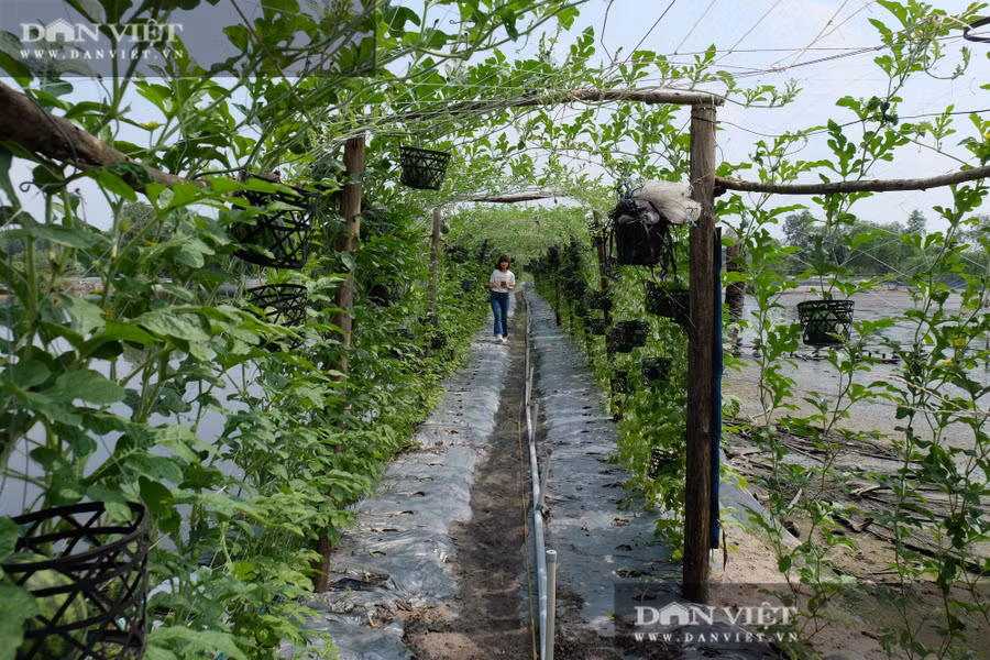 Anh Nguyễn Văn Vinh, khách mua dưa hấu thường xuyên của ông Hiệp nói rằng, anh rất an tâm khi mua dưa của ông Hiệp trồng vì dưa sạch. Khi mua dưa, anh được chứng kiến quy trình trồng dưa của ông Hiệp và thấy ông sử dụng toàn những thứ không gây hại. Do đó mỗi vụ thu hoạch dưa hấu anh Vinh đều đưa gia đình đến vườn ông Hiệp để chơi và mua dưa về biếu cho người thân.