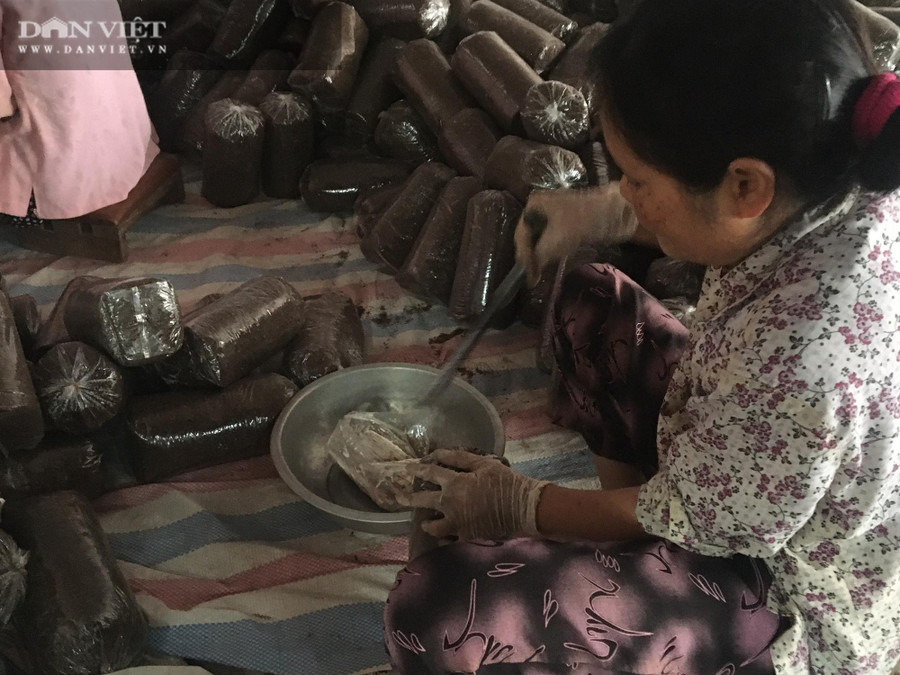 Việc ủ rơm, meo nấm được xã viên trong HTX rất chú trọng Việc ủ rơm, meo nấm được xã viên trong HTX rất chú trọng