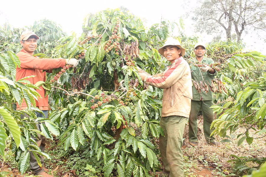 Người dân thu hoạch cà phê tại xã Ia Phìn (huyện Chư Prông). Ảnh: Nguyễn Diệp