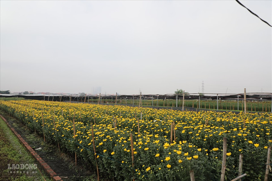 Làng hoa Tây Tựu đang vào vụ thu hoạch. Ảnh: Phương Duy  Làng hoa Tây Tựu đang vào vụ thu hoạch. Ảnh: Phương Duy