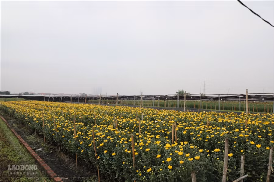  Làng hoa Tây Tựu đang vào vụ thu hoạch. Ảnh: Phương Duy