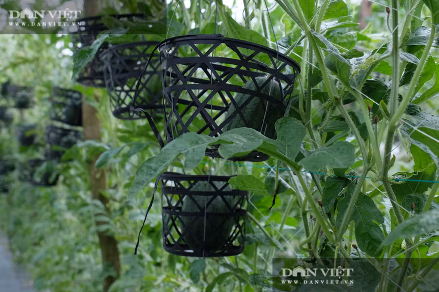  Nhờ vậy 2 vườn của gia đình ông Hiệp trồng được khoảng 6 vụ trong 1 năm tạo thu nhập gần nửa tỷ đồng cho cả gia đình mỗi năm.