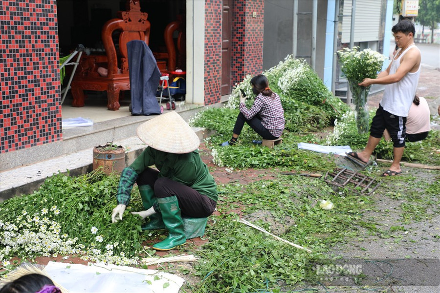 Những người dân làng hoa hối hả với những công đoạn cuối cùng trước khi đưa ra thị trường tiêu thụ. Ảnh: Phương Duy  Những người dân làng hoa hối hả với những công đoạn cuối cùng trước khi đưa ra thị trường tiêu thụ. Ảnh: Phương Duy