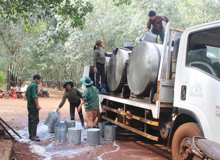 Giá mủ cao su từ cuối tháng 10 đến nay tăng mạnh nhất trong 3 năm qua. Ảnh: Quang Tấn