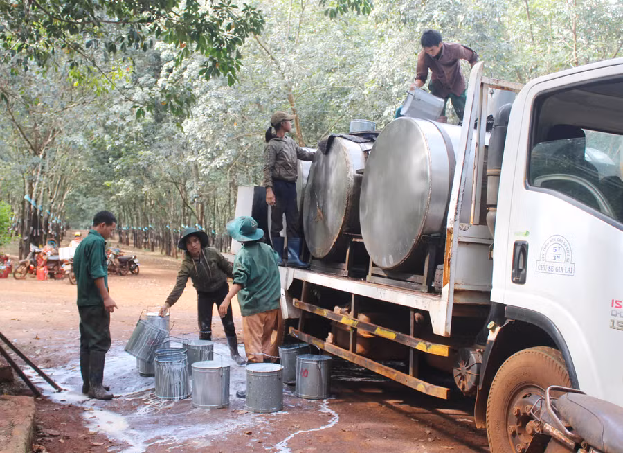 Giá mủ cao su từ cuối tháng 10 đến nay tăng mạnh nhất trong 3 năm qua. Ảnh: Quang Tấn