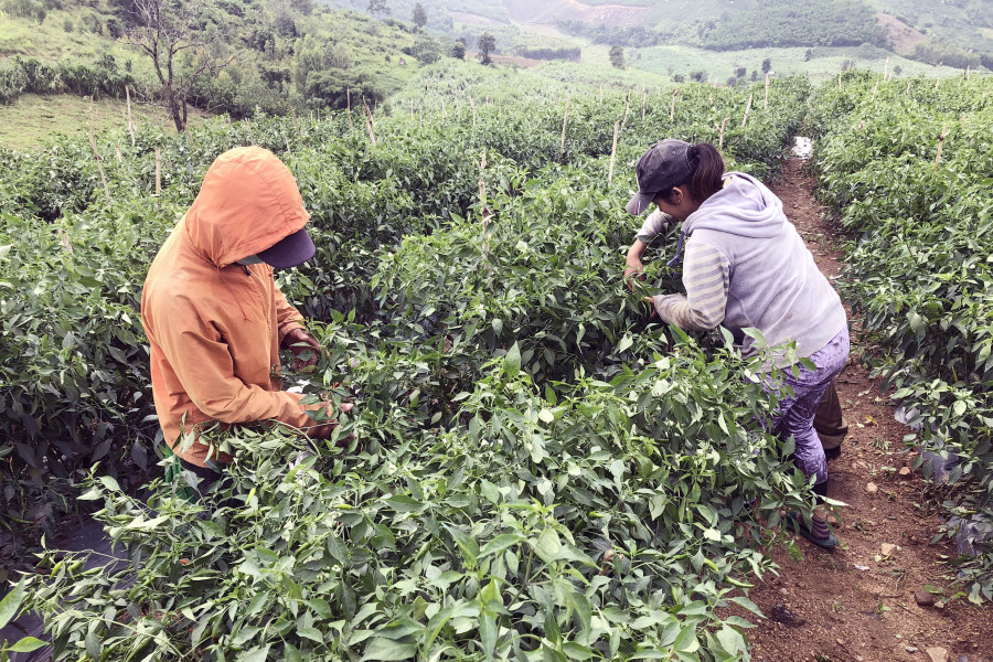 Người dân thôn 4 (xã An Thành, huyện Đak Pơ) dựng lại diện tích bị ngã đổ. Ảnh: Lê Nam Hộ ông Nguyễn Đình Đoàn-thôn 4, xã An Thành (huyện Đak Pơ) đang dựng lại hơn 3 sào ớt bị ngã đổ. Ảnh: Lê nam