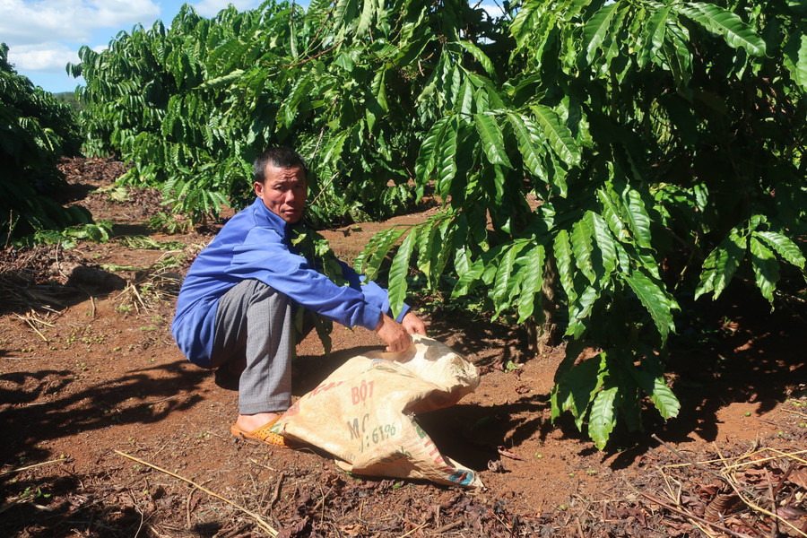 Đối tượng Hoàng Văn Bảy (xã Ia Grăng, huyện Ia Grai) tại buổi dựng lại hiện trường vụ hái trộm cà phê. Ảnh: Văn Ngọc