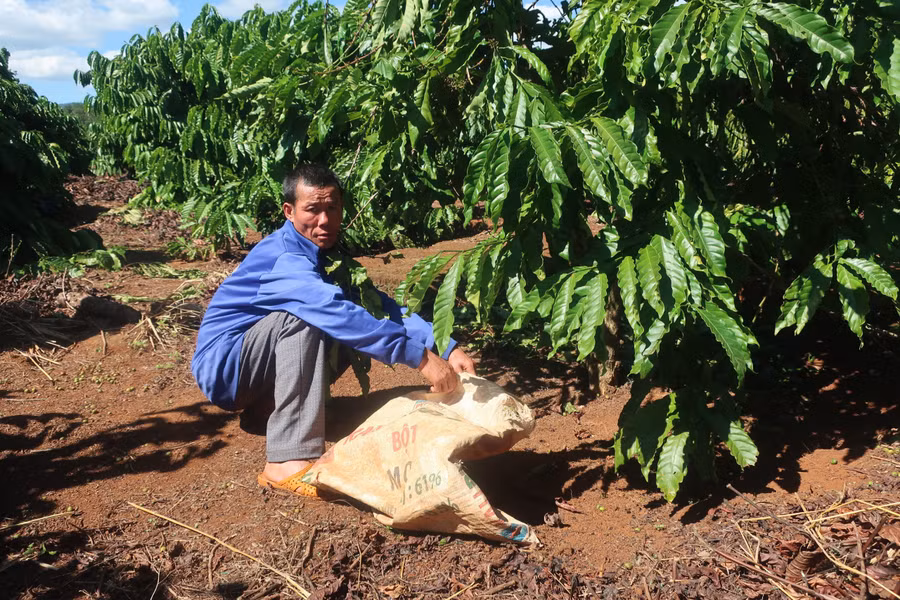 Đối tượng Hoàng Văn Bảy (xã Ia Grăng, huyện Ia Grai) tại buổi dựng lại hiện trường vụ hái trộm cà phê. Ảnh: Văn Ngọc