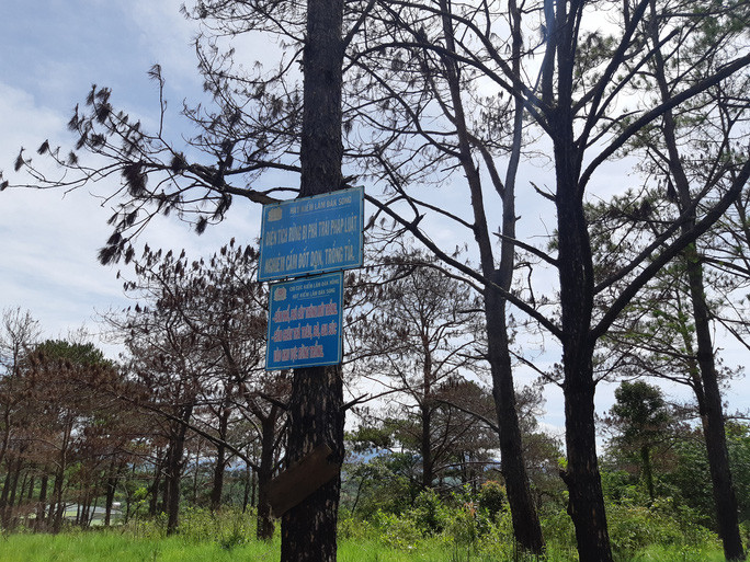 Rừng thông chết đứng Rừng thông chết đứng