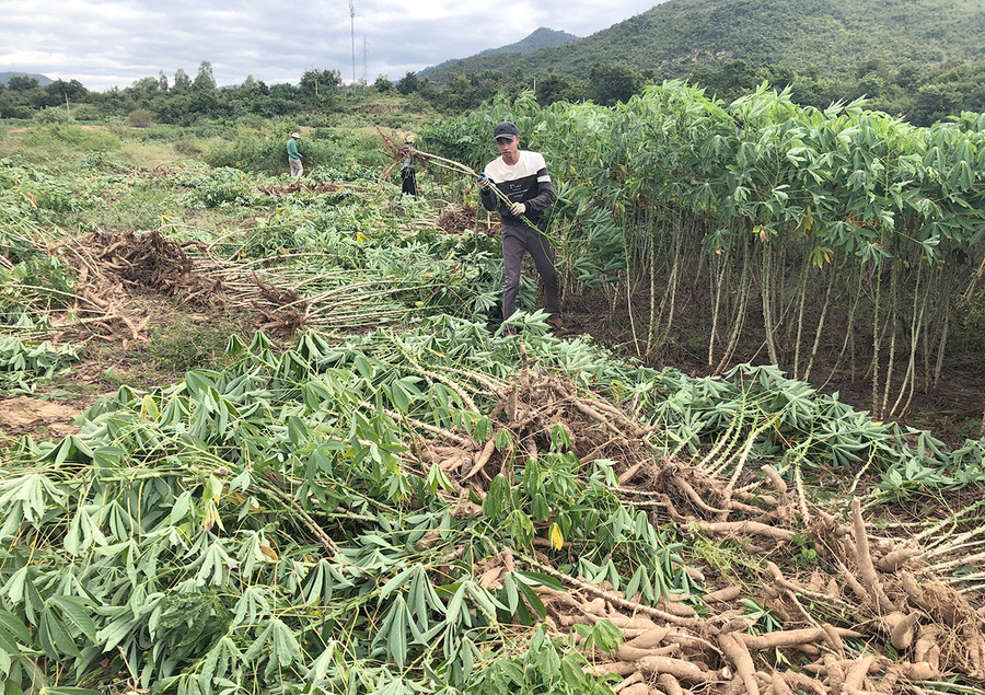 Nông dân Krông Pa thu hoạch mì. Ảnh: Lê Nam